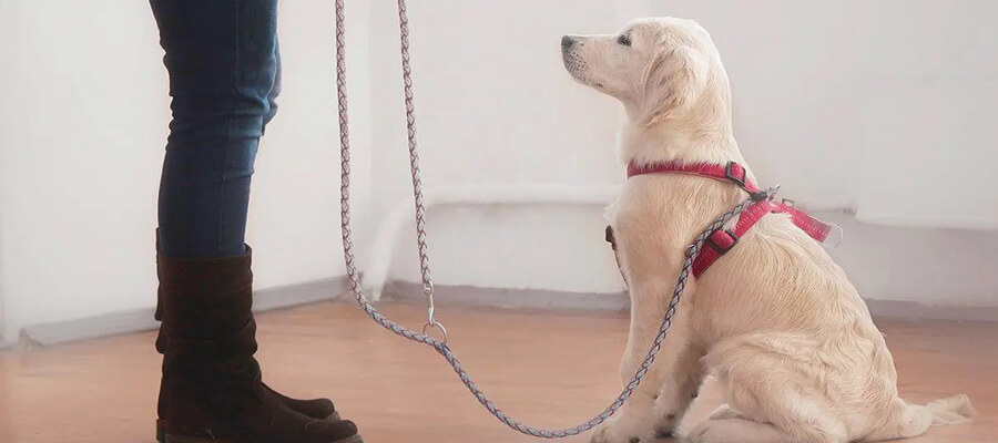 "How to Teach Your Puppy to Walk on a Leash: A Step-by-Step Guide"
